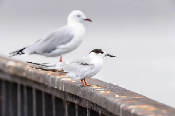 Albatros Walvis Bay Namibie — Photo