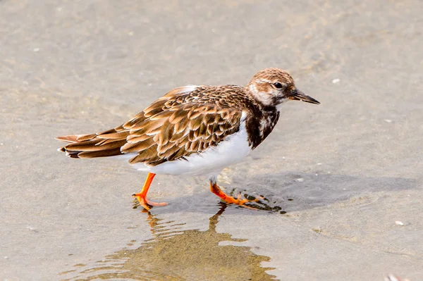 Albatross Van Walvis Baai Namibië — Stockfoto