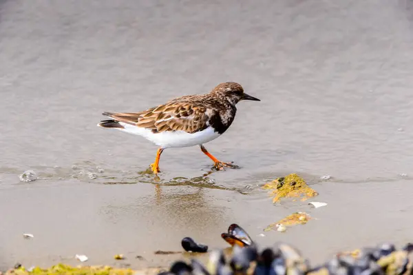 Albatross Van Walvis Baai Namibië — Stockfoto