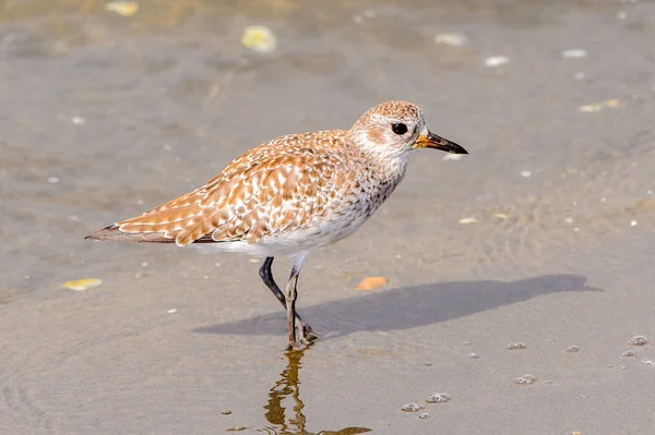 Albatros Der Walvisbucht Namibia — Stockfoto