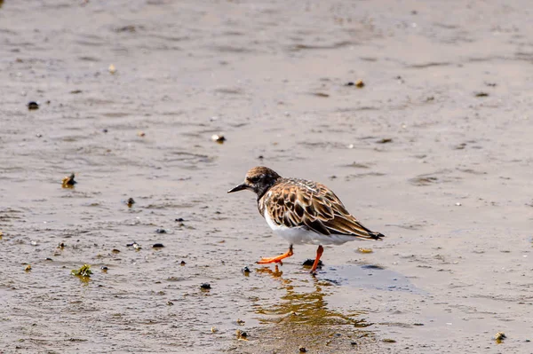 Albatross Van Walvis Baai Namibië — Stockfoto