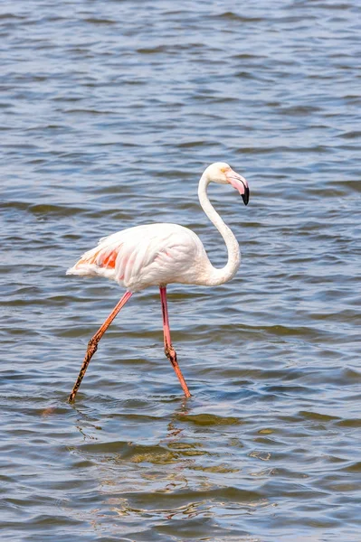 Rózsaszín Flamingó Vízben — Stock Fotó