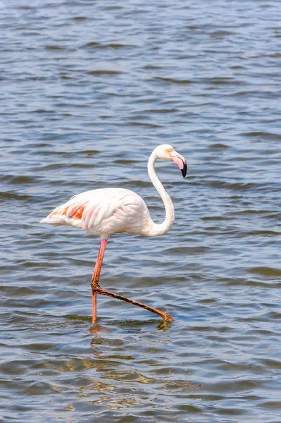 Rosa Flamingo Vattnet — Stockfoto