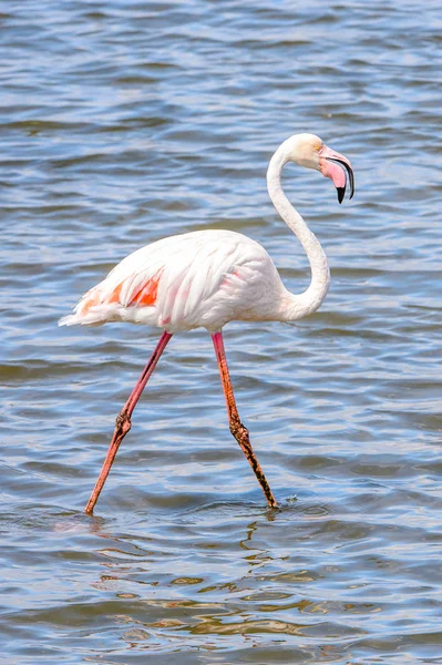 Rózsaszín Flamingó Vízben — Stock Fotó