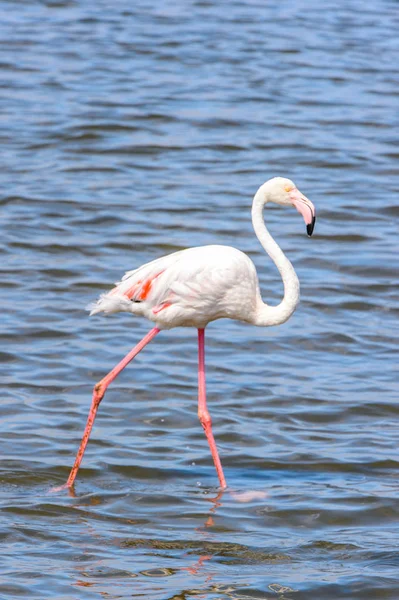 Suda pembe flamingo