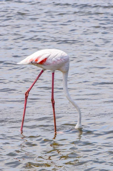 Suda pembe flamingo