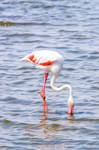 Розовый Фламинго Воде — стоковое фото