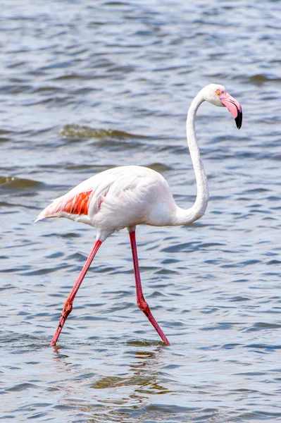 Pink Flamingo Water — Stock Photo, Image