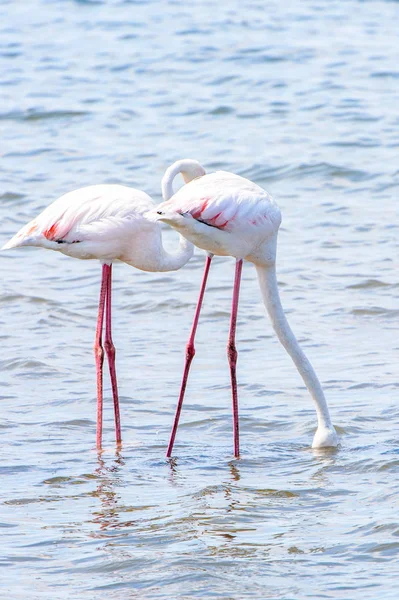 Rosa Flamingo Wasser — Stockfoto