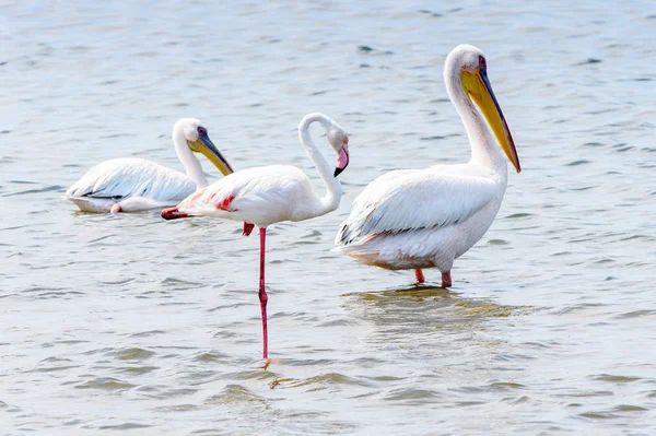 Pelikane Walfisch Namibia — Stockfoto