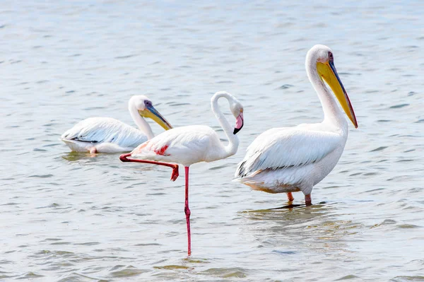 Pelikane Walfisch Namibia — Stockfoto