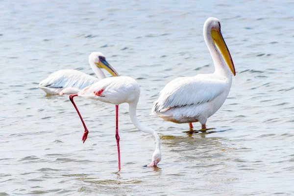 Pelicans Walvish Bay Namibie — Photo