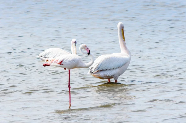 Pelikane Walfisch Namibia — Stockfoto