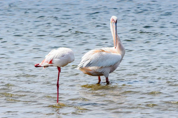 Pelikan Walvisbucht Namibia — Stockfoto