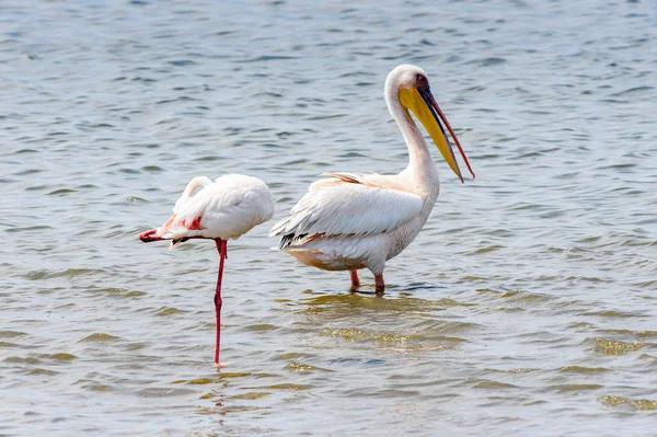 Pelikan Walvisbucht Namibia — Stockfoto