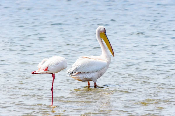 Pelikan Walvisbucht Namibia — Stockfoto