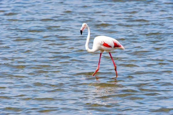 Flamingo Rosa Água — Fotografia de Stock