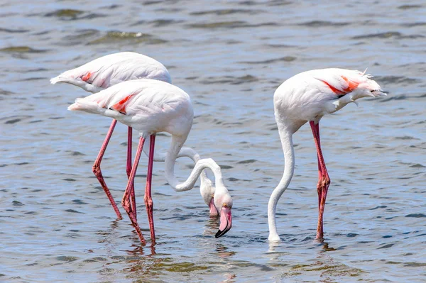 Rosa Flamingo Wasser — Stockfoto