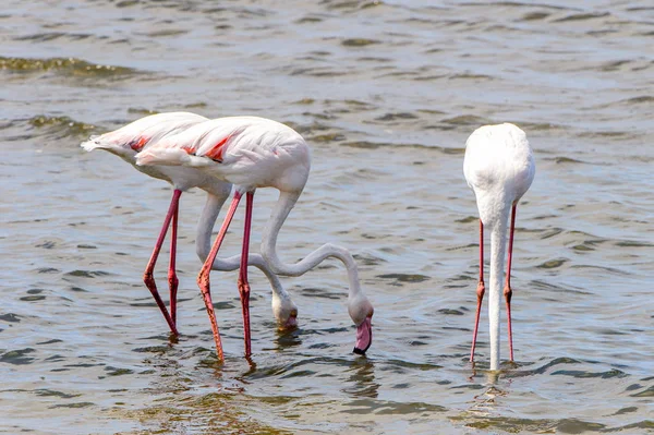 Rosa Flamingo Wasser — Stockfoto