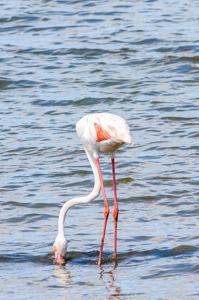 Rosa Flamingo Wasser — Stockfoto