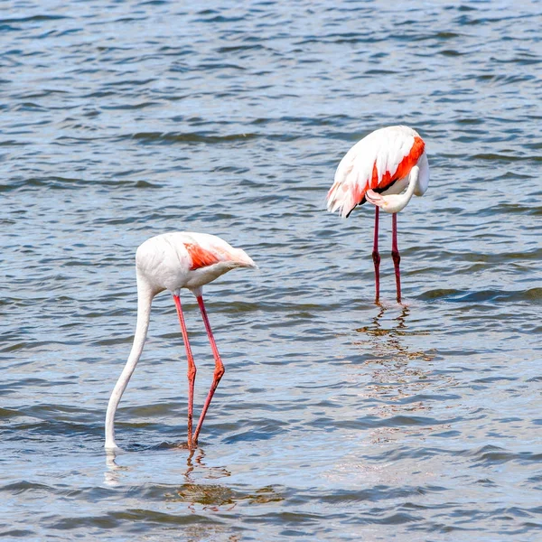 Rosa Flamingo Wasser — Stockfoto