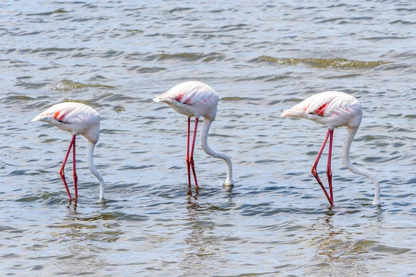 Розовый Фламинго Воде — стоковое фото