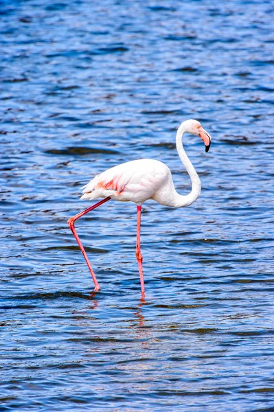 Pink Flamingo Water — Stock Photo, Image