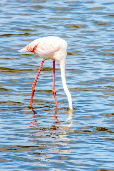 Rózsaszín Flamingó Vízben — Stock Fotó
