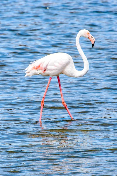 Rosa Flamingo Vattnet — Stockfoto