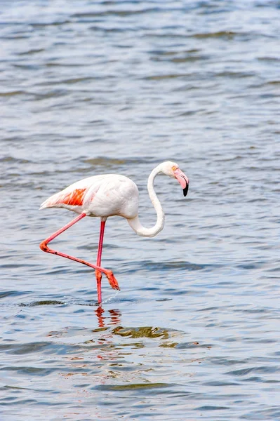 Rosa Flamingo Vattnet — Stockfoto