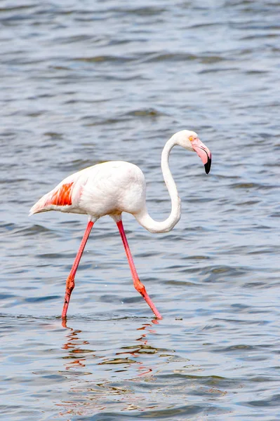 Rosa Flamingo Vattnet — Stockfoto