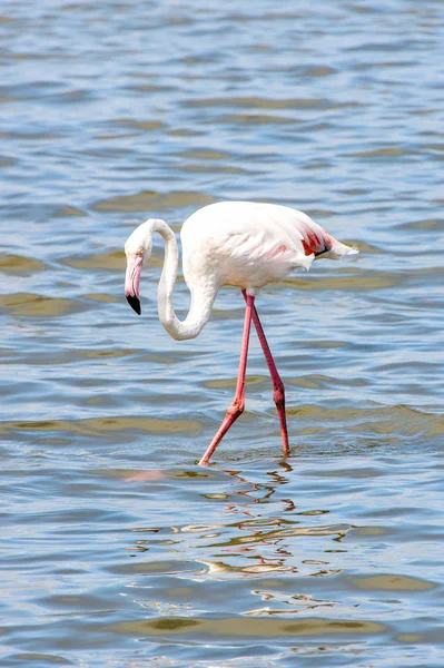 Rosa Flamingo Vattnet — Stockfoto