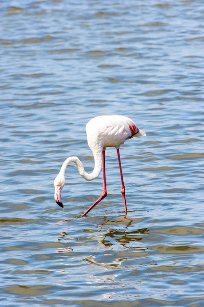 Rosa Flamingo Vattnet — Stockfoto