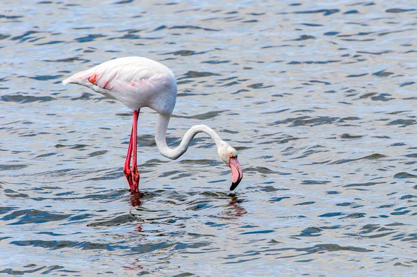 Flamingo Rosa Água — Fotografia de Stock