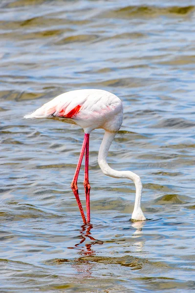 Rosa Flamingo Vattnet — Stockfoto