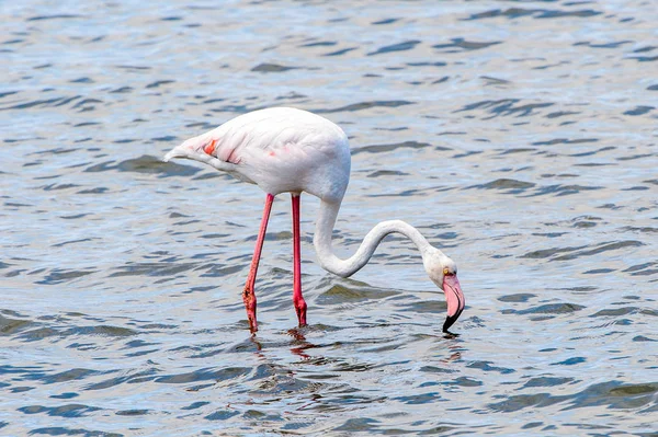 Rosa Flamingo Wasser — Stockfoto