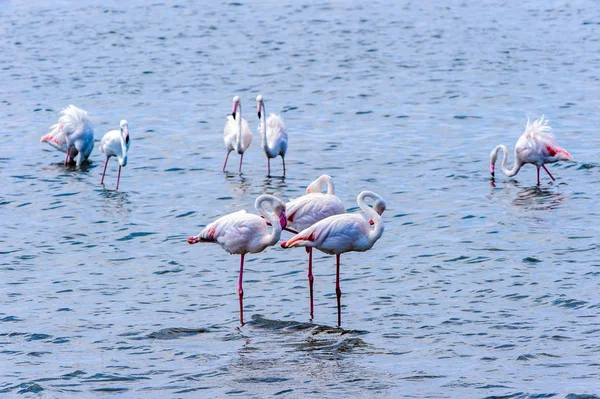 Rosa Flamingo Wasser — Stockfoto