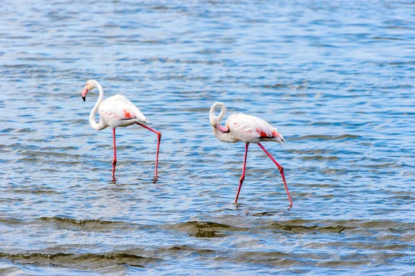 Blick Auf Flamingos Wasser — Stockfoto