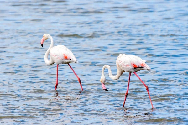 Pohled Flamingos Vodě — Stock fotografie