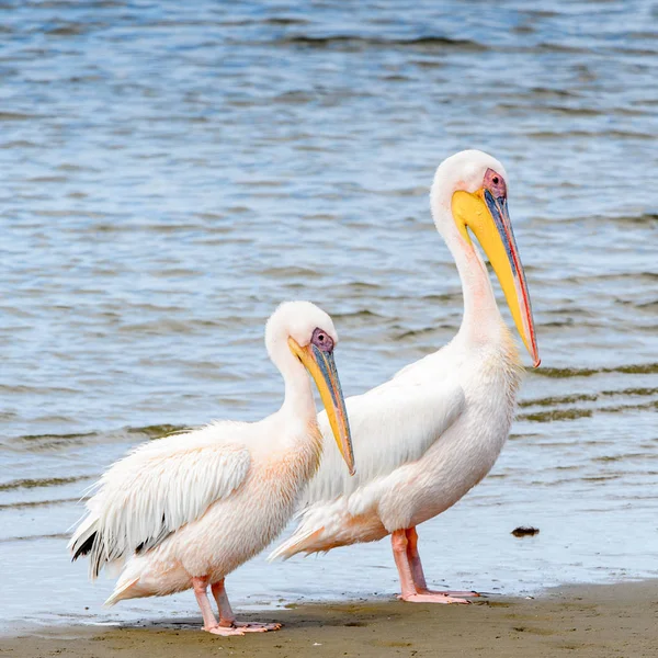 Pelican Bahía Walvis Namibia — Foto de Stock