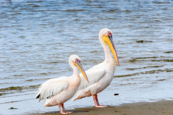 Pelican Walvis Bay Namibia — Stock Photo, Image