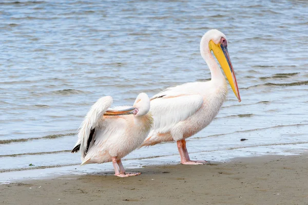 Pelican Bahía Walvis Namibia — Foto de Stock