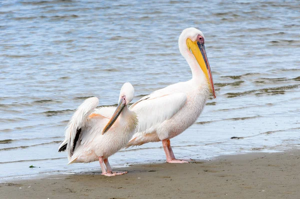 Pelican Golful Walvis Namibia — Fotografie, imagine de stoc