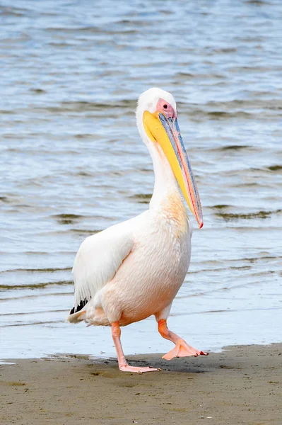 Pelican Bahía Walvis Namibia — Foto de Stock