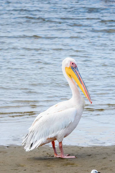 Pelican Bahía Walvis Namibia — Foto de Stock