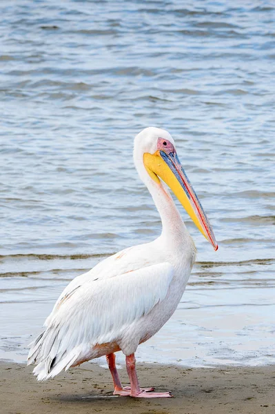 Pelican Walvis Bay Namibia — Stockfoto