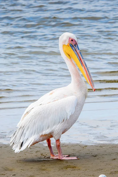 Pelican Bahía Walvis Namibia — Foto de Stock