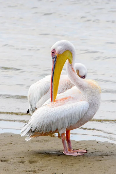 Pelican Baia Walvis Namibia — Foto Stock