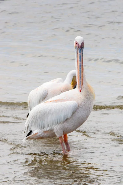 Pelikan Walvisbucht Namibia — Stockfoto