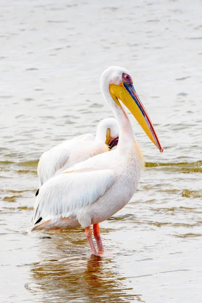 Pelican Walvis Bay Namibia — Zdjęcie stockowe